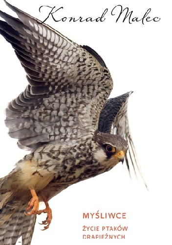 Myśliwce. Życie ptaków drapieżnych