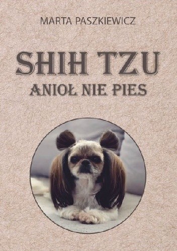 Shih tzu anioł nie pies