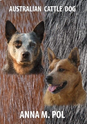 Australian Cattle Dog
