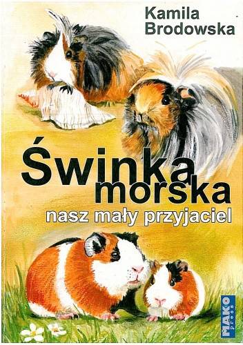 Świnka morska nasz mały przyjaciel