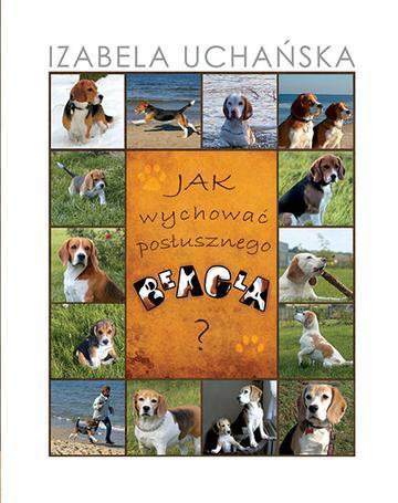 Jak wychować posłusznego beagla
