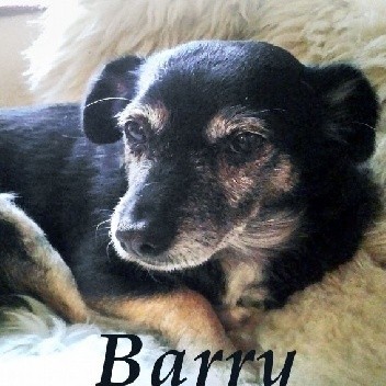 Barry. Opowiadania o psach