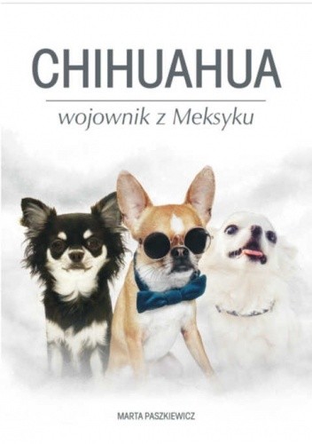 Chihuahua wojownik z Meksyku
