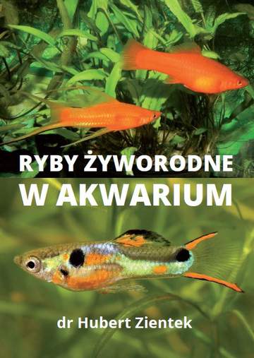 Ryby żyworodne w akwarium