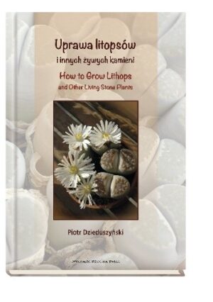 Uprawa litopsów i innych żywych kamieni. How to Grow Lithops and Other Living Stone Plants