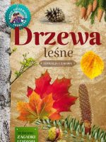 Drzewa leśne młody obserwator przyrody