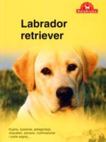 Labrador retriever pies na medal wyd. 2011