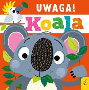 Uwaga, koala!