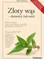 Złoty wąs - domowy żeń-szeń